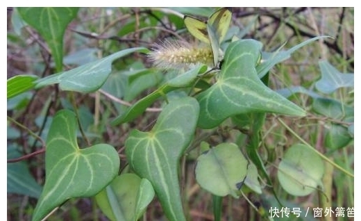 火头根|这种植物被称为“药用黄金”，可清热解毒，延伸品更是畅销海外