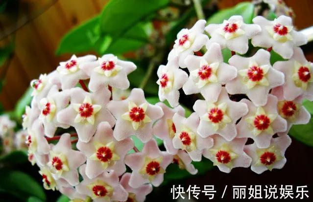 别再乱花冤枉钱，家里养棵球兰，花球一个接一个，鲜艳又灿烂