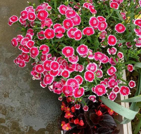 养花草别空有一番热情,学会这些小妙招,盆栽植物才能少出问题