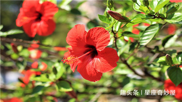 桃花运|未来十天红鸾星动，桃花运登门，将有真爱降临，永结同心的星座