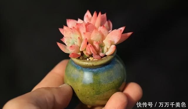 多肉饿着养,个个土肥圆,越矮越小越值钱