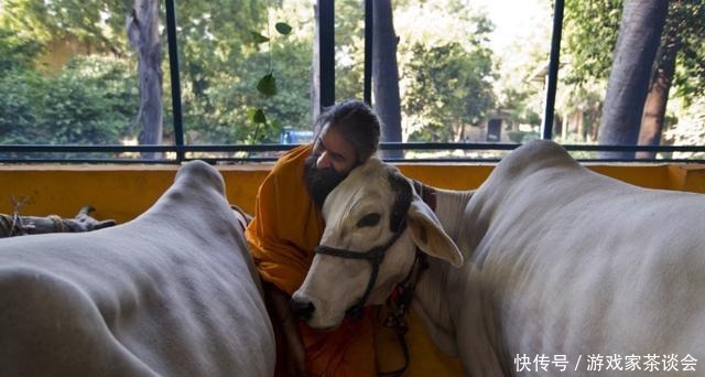 水牛|印度人不吃牛肉，这3亿头牛怎么办没关系，不同等级下场不一样