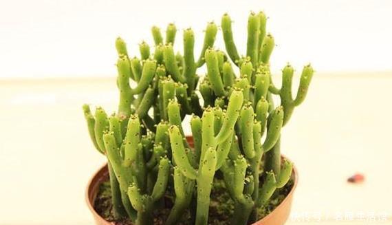 轻松|室内盆栽光棍树如何养好?掌握4点需求,轻松蔓延出一大片