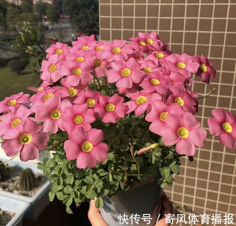 10月“值得”养5种球根花,10天就生根,养2月就开花