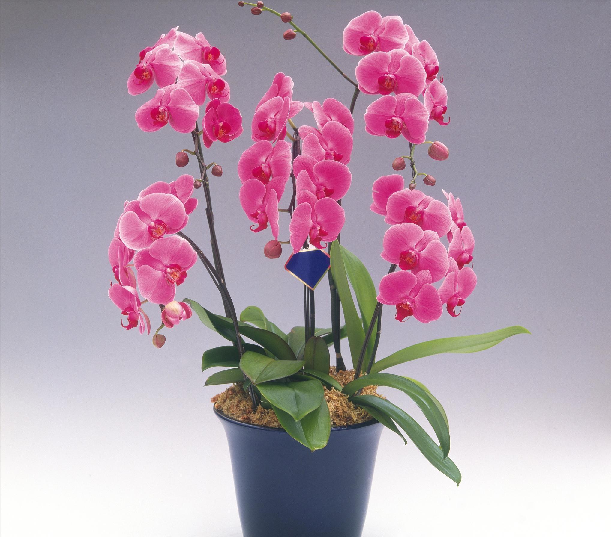 通风换气|蝴蝶兰不开花，剪上“三刀”，新芽不断冒，根茎壮“开花旺”