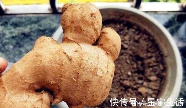 生姜放久了就干瘪,试试这个小妙招,不管放多久都新鲜,特别实用