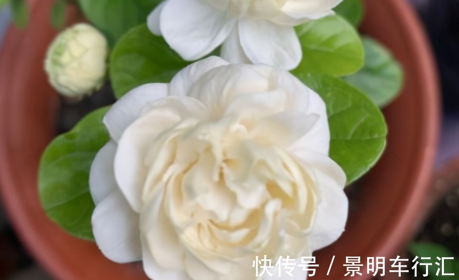 植株|被誉为最香的茉莉虎头,盆栽照顾到位,一年开花3、4次