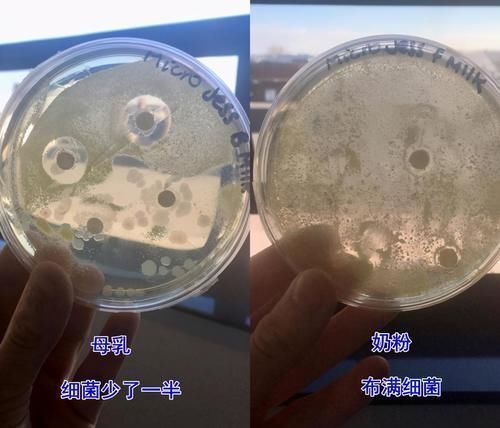 母乳喂养|母乳到底有多“神奇”?一个实验为你揭晓答案,你可别小瞧了它