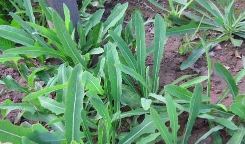 谷谷丁|7种农村常见的野菜,个个都是治病的“良药”,你吃过几个