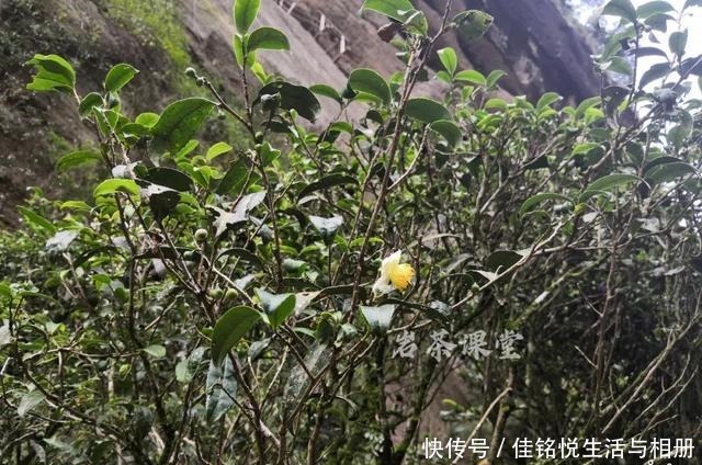 大红袍|武夷岩茶秘辛,三百多年的母树大红袍,为什么长不成参天大树
