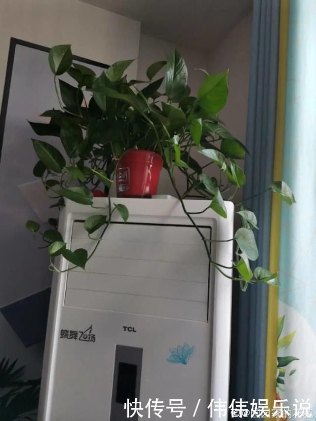 地方|夏天养花,这个地方千万别摆,否则3天死翘翘