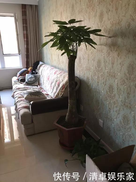 养花|养花技巧6种花须用小盆“挤着养”,控水好、长得旺!