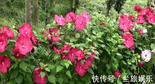 芙蓉葵|不如养盆芙蓉葵,养护记住以下3点,花开鲜艳美丽,观赏价值高