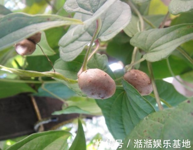 常吃|女人常吃一物,不感冒了,腰不酸了,远离妇科炎症,子宫越来越好