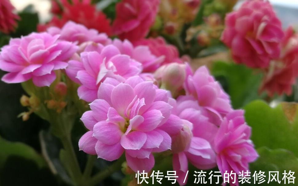 扦插|家有长寿花,心情愉悦,长寿花这么养四季开花