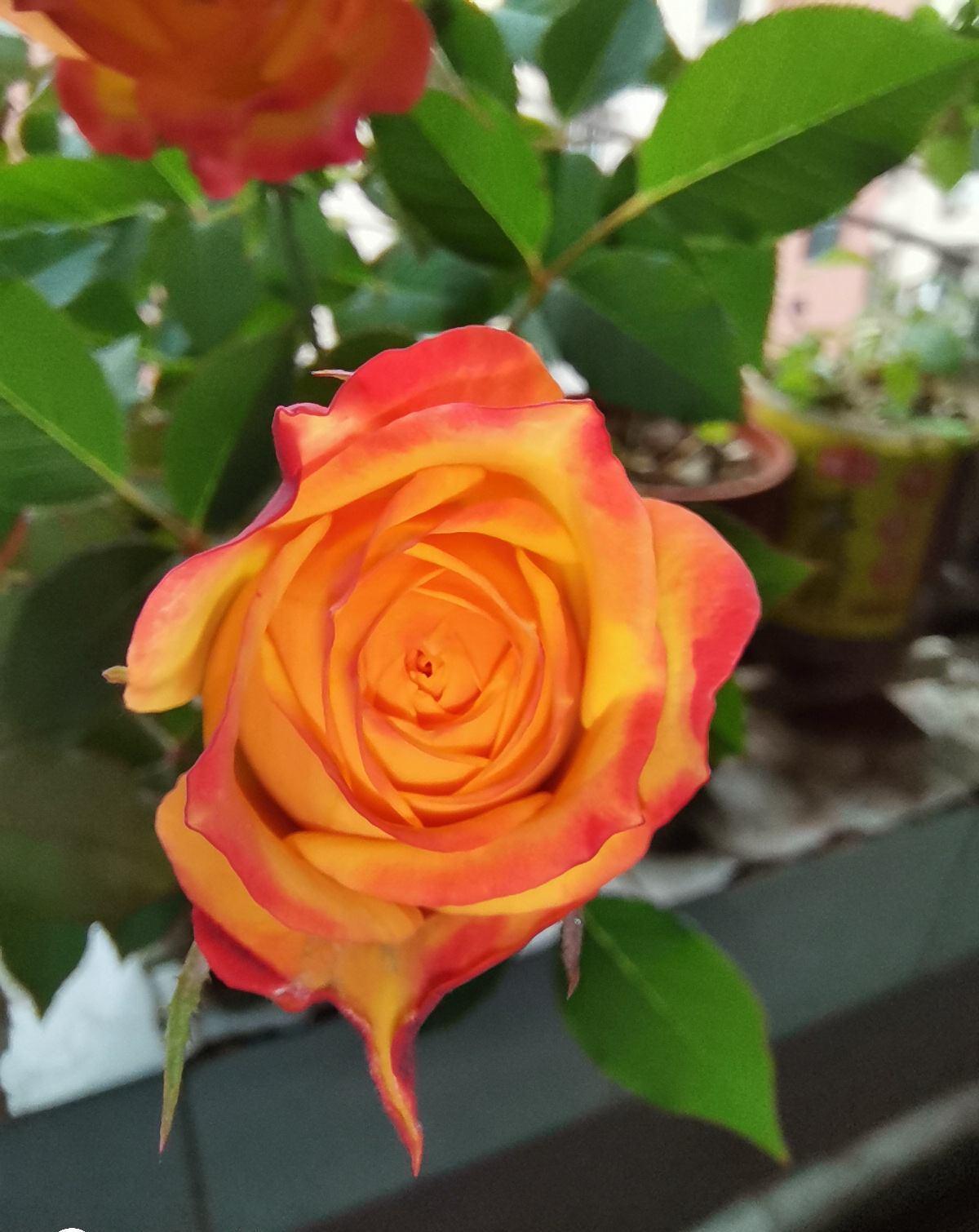 冬天给花剪一刀,来年花朵蹭蹭冒,越长越旺