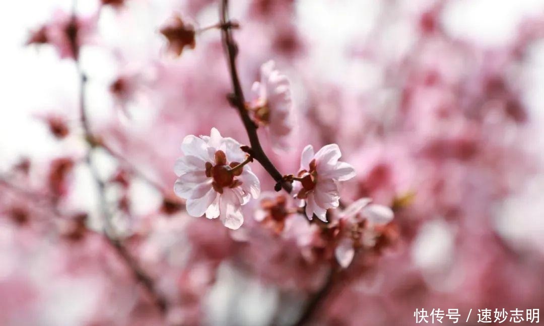 老年|韶山市清溪镇一苗木种植基地：梅开花香引蝶忙（图）