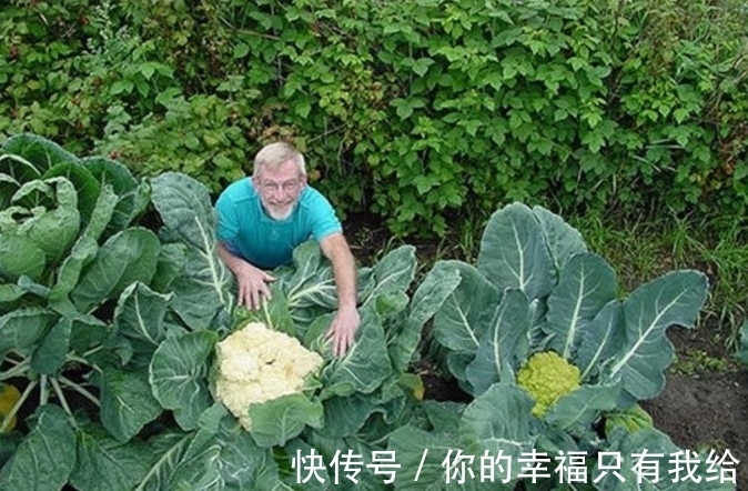 美国神秘的巨菜谷，这里种的蔬菜比人还大？科学家在地下找到元凶