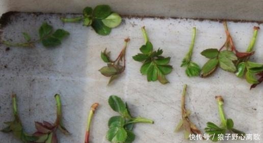 藤本月季长了很多嫩芽，看我这样抹掉嫩芽和嫩芽扦插！