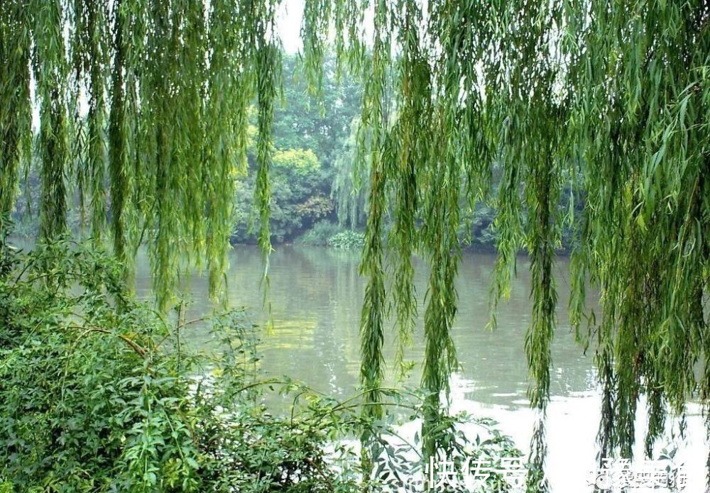 诗人#曾巩的咏物诗别具一格,这首经典的《咏柳》,每一句都有深意