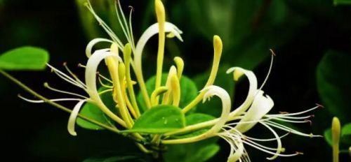 女性|几种很常见的东西，女性坚持吃一些，皮肤白嫩，滋养身心，更年轻