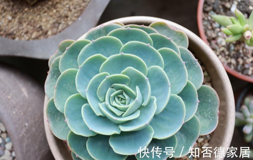 警示|多肉出现这3种症状,就是在警示主人:该换盆土了!