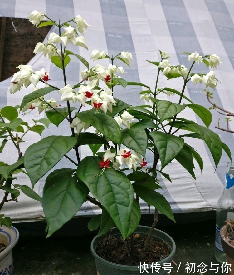 美艳|几款常见的花朵，越晒越开花，花朵美艳又迷人，花开绚烂