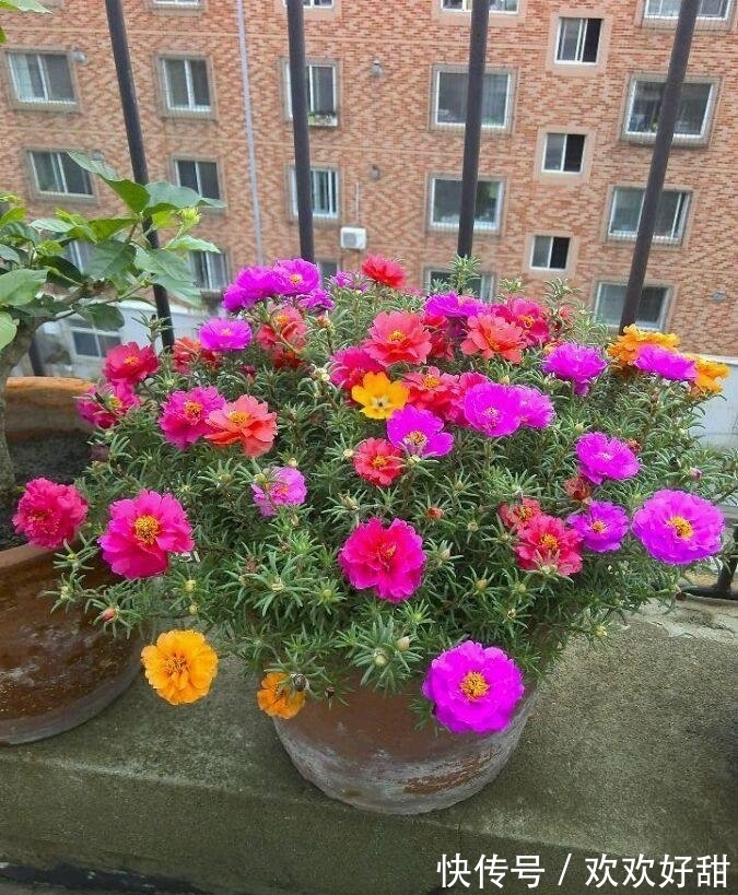如果爱|4种花对待新手很友好，沾土就能活，开花就爆盆，不易生病好养护