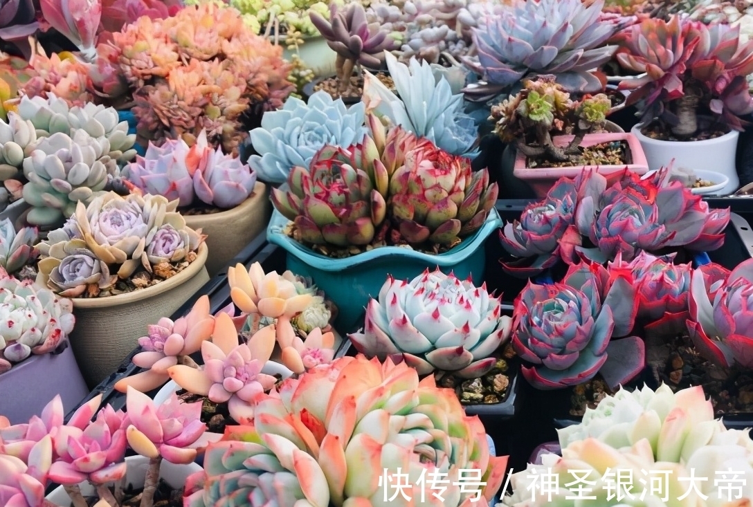 冬天多肉“虚弱期”，4个“难坎”要牢记，舍得冻一冻也许更美丽