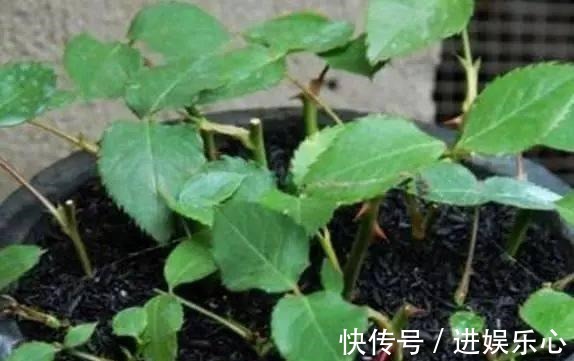 喷洒|怪不得老花农养花都喜欢用米醋,看了5大神奇功效,彻底被折服了