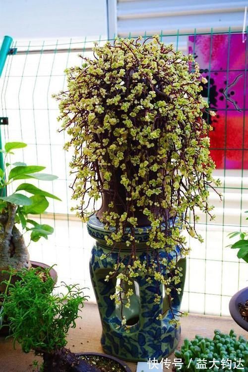 新手|3种“零差评”的多肉植物,新手、老手都喜欢,养成老桩更好看