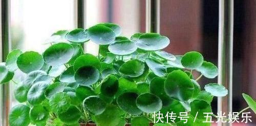 聚财|有钱人爱养这3种花，养家里镇宅、去煞又聚财，赶紧回家养一盆