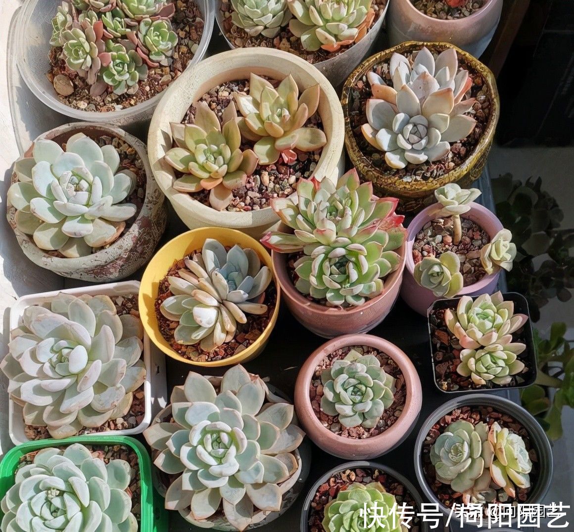多肉|养多肉,选对品种,选对花盆,养起来更容易,事半功倍