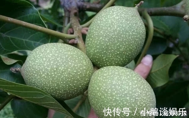 食物|高血糖“害怕”6种食物,早晚吃一点,血糖“十拿九稳”胜吃药!