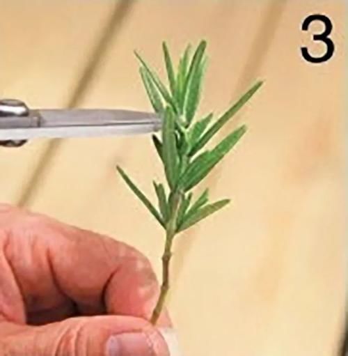 栽培香草享用极致的玩法，一经栽种，全程享乐！