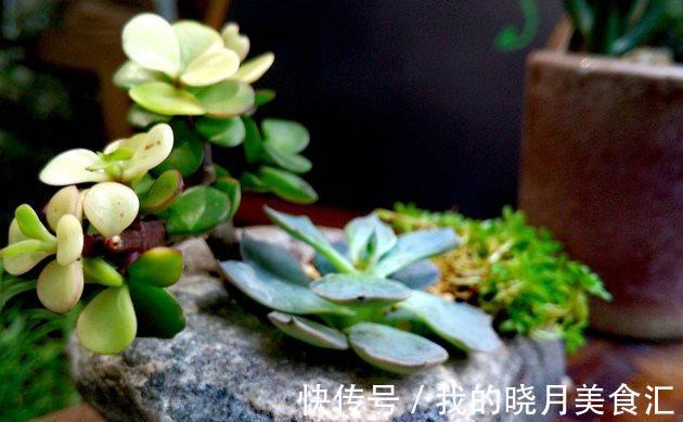 集体|多肉植物夏天要断水处理不好小心多肉集体阵亡!
