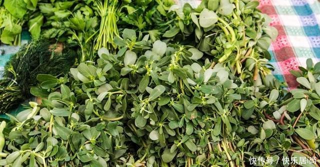 春天的农村里有这40种山珍野菜图片,让你轻松辨别山珍野菜