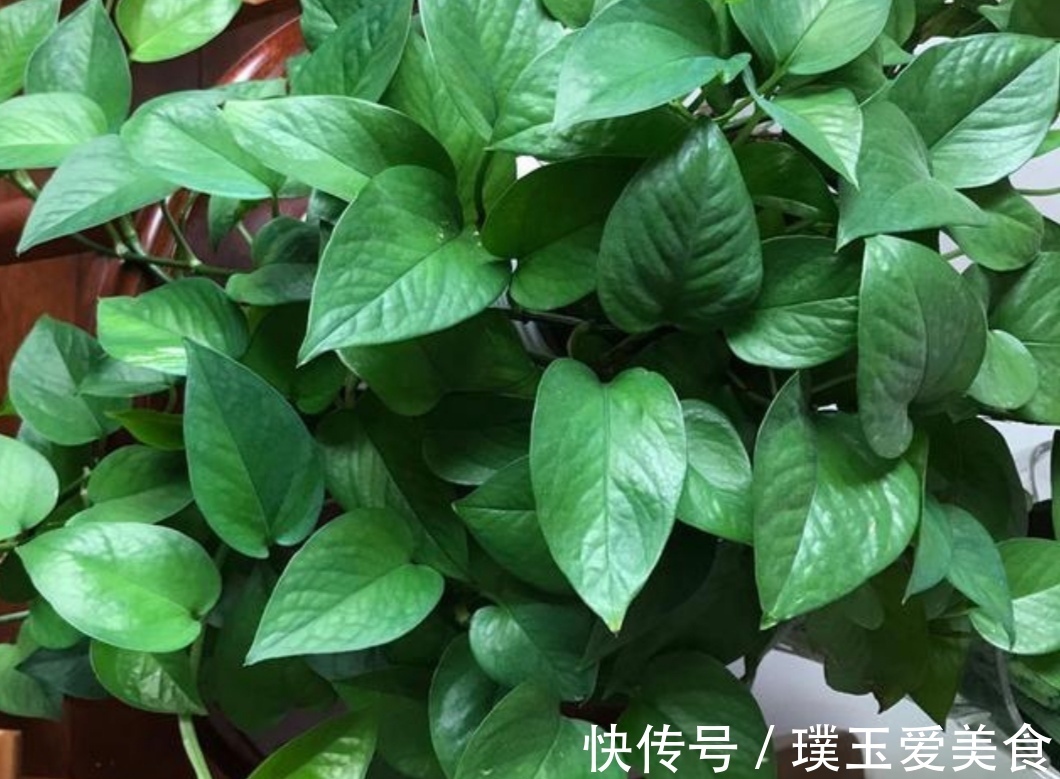 花盆|用2种水浇绿萝,植株枝叶疯长,一个月爆满花盆