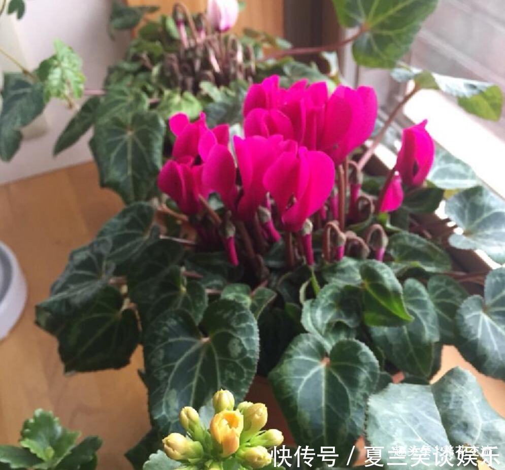养护|6种特别怕热的花卉,度夏要多注意几点,夏天容易挂,养护要谨慎