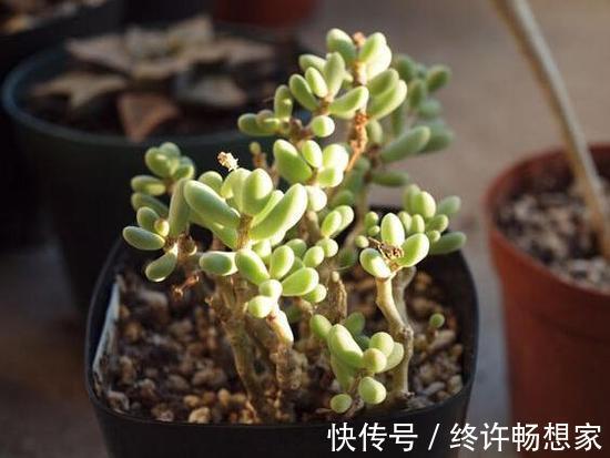 花友|养棵多肉美滋滋,谁知是家中潜藏的毒虫,不知道吃大亏!
