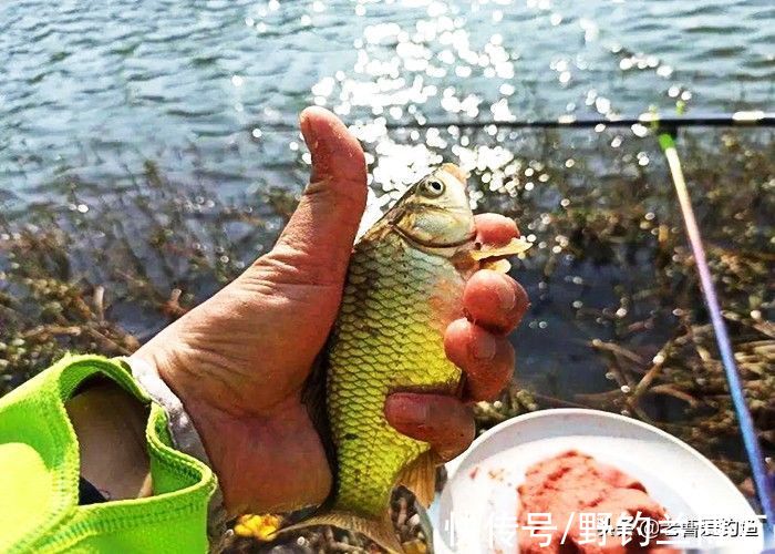 爱信不信！降温后，鲫鱼都藏在这5个地方