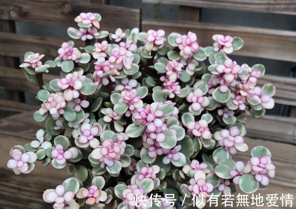 大太阳|春天的雅乐之舞,养它需要“3大”,年底就能枝繁叶茂,色彩艳丽