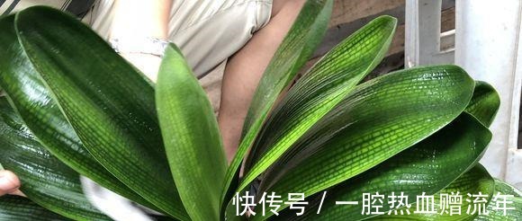 养分|用“药片”兑水浇花，比淘米水都有营养，7天浇1次，入冬就开花！