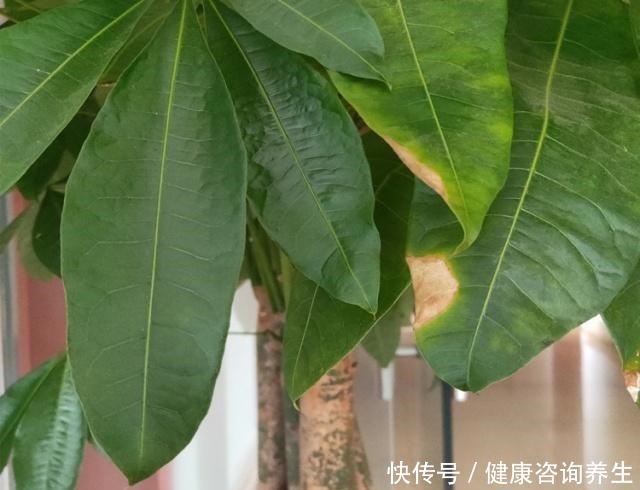 养发财树,别老犯这5个“错误”,现在改还来得及!