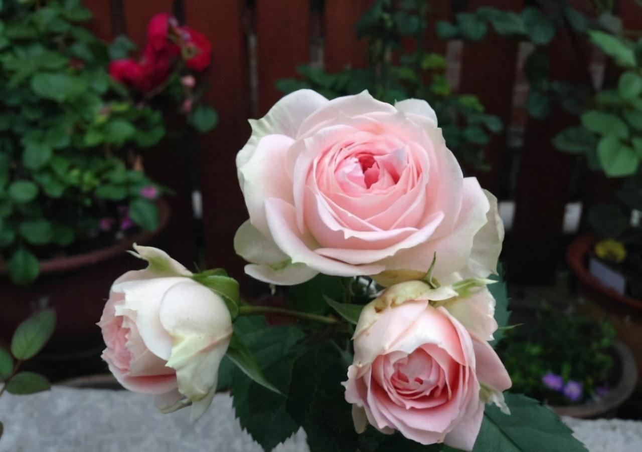 养花行家王阿姨,家里的月季开满盆,原因就是她自制的这种花肥