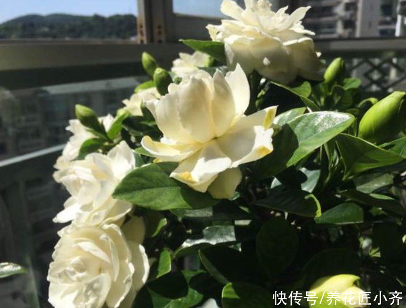 浇水|养栀子花谨记：4种水不能浇，否则伤根又黄叶