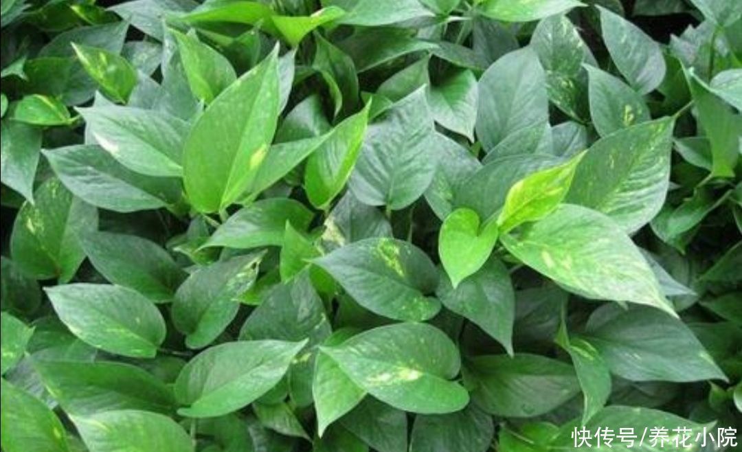 液汁|养了多年的绿萝,才知道是有毒植物,还能不能放在室内养了?