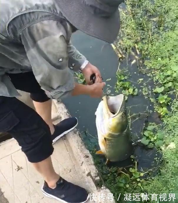 鱼器|江苏一钓鱼人钓获“水老虎”,因太重拉不出水,网友:真替你着急