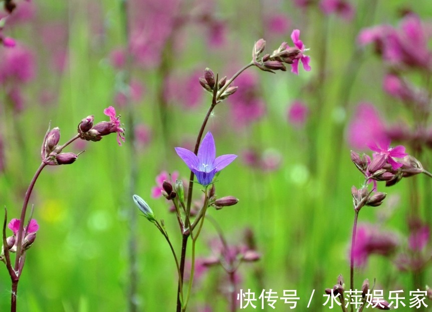 肖女|今年“惹不起”3大生肖女，年龄越大，福气越深厚，娶到就是赚到