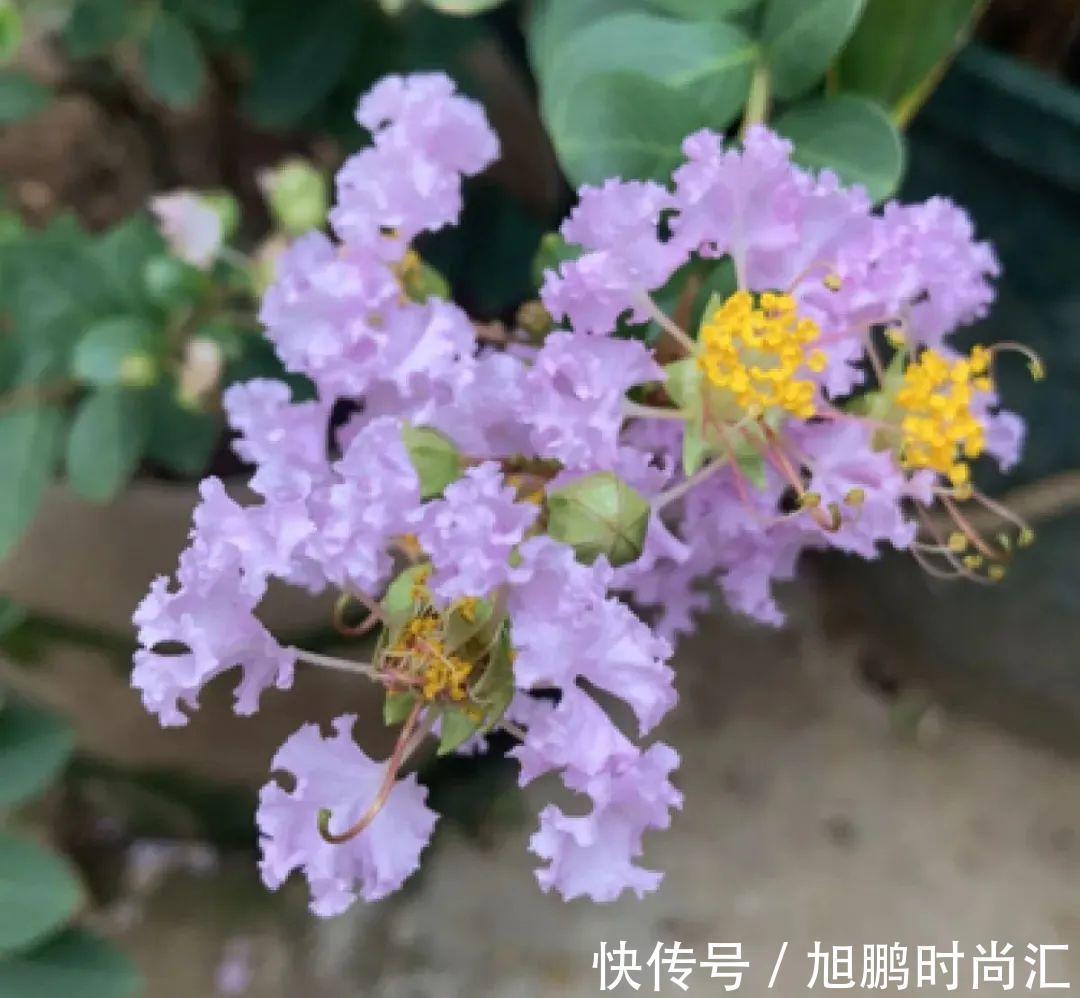 30种夏天花，热不死、晒不死，大半年都开花，还没病虫害